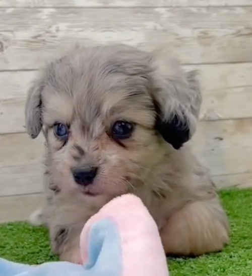 Aussiechon Puppy For Sale - Simply Southern Pups